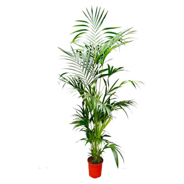 Tall potted palm plant with lush feathery fronds in a terracotta pot against a white background.