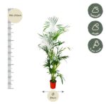 Tall potted palm-like indoor plant with a height guide showing 190–210 cm on the left and a 24 cm pot diameter at the base; right side shows care icons for half shade/shade and watering once per week.