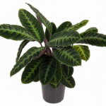 Potted plant with dark green leaves featuring light green veins and reddish stems in a gray pot, indoors?
