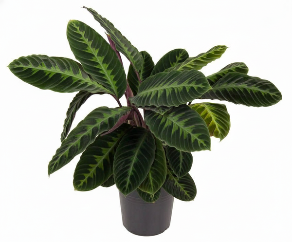 Potted plant with dark green leaves featuring light green veins and reddish stems in a gray pot, indoors?