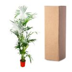 Indoor palm plant in a red pot beside a tall cardboard shipping box.
