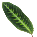 Single dark green leaf with a bright yellow-green midrib and veins, isolated on a white background.