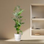 Tall potted palm plant in a white pot beside a built-in shelf with a laptop and books in a minimal, sunlit room