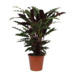 Potted ornamental plant with burgundy-green leaves in a brown terracotta pot.