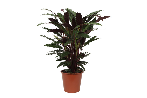Potted ornamental plant with burgundy-green leaves in a brown terracotta pot.