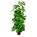 Tall indoor plant with large glossy monstera leaves in a terracotta pot and white background.