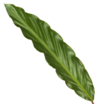 Long glossy green leaf with a central vein and wavy edges on a white background, oriented diagonally from top-left to bottom-right.
