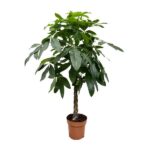 Braided money tree in a terracotta pot with dense green leaves on a white background.