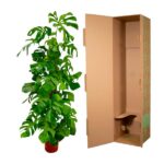 Potted monstera plant in a red pot beside a large open brown cardboard box on a white background.