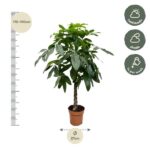 Tall braided-trunk indoor tree in a terracotta pot, about 170–190 cm tall with glossy green leaves; pot diameter ~27 cm beside a height scale.