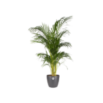 Potted green palm plant in a dark gray container with a small decorative label on the pot