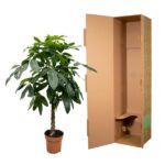 Potted braided-money tree beside a tall open cardboard shipping box on a white background.
