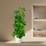 Tall green leafy houseplant in a white pot beside a beige wall and a modern built-in shelf with a laptop and books.
