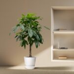 Indoor corner with a braided money tree in a white pot on a beige carpet, next to built-in shelves with a laptop and books.