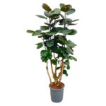 Indoor rubber plant with multiple trunks in a gray pot and glossy oval leaves on stalks.