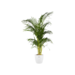 Tall palm plant with feathery green fronds in a white pot, indoor decor