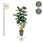 Rubber plant in a gray pot, about 120–140 cm tall with a 24 cm pot diameter; prefers half shade and weekly watering.