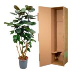 Potted rubber plant beside an open brown cardboard shipping box on a white background.