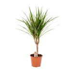 Potted houseplant with long, spiky green leaves in a terracotta pot and a small label in the soil.