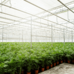 Inside a greenhouse with a translucent roof and metal framework, rows of green potted plants line the floor.
