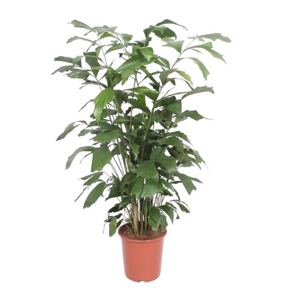 Tall leafy houseplant in a terracotta pot with many green stems and broad leaves
