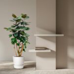Indoor scene with a tall leafy plant in a white pot next to a beige wall and two white floating shelves holding a small stack of books.