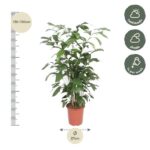 Tall potted indoor plant with lush green leaves; height 130–150 cm, pot diameter 27 cm; suitable for half shade to shade, water weekly.