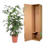 Tall leafy houseplant in a terracotta pot placed next to an open cardboard plant shipment box.