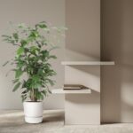 Tall green plant in a white pot beside a beige wall with two floating white shelves and a small stack of books on them.