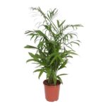 Tall leafy palm plant in a terracotta pot, placed indoors as a houseplant.