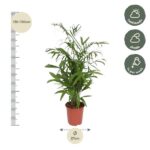 Tall potted plant with lush green leaves; height 130–150 cm, 27 cm pot diameter; care icons show half shade, shade, and weekly watering.