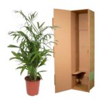 Green leafy indoor plant in a terracotta pot beside an open brown cardboard shipping box.