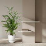 Tall green plant in a white pot beside two white floating shelves on a beige wall, with a few books on the shelves.