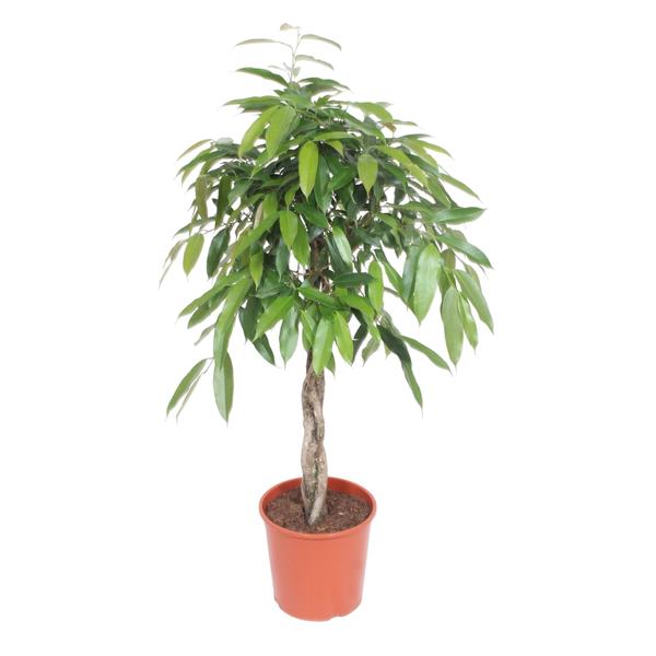 Small potted indoor tree with a braided trunk and glossy green leaves in an orange pot.