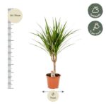 Potted palm-like plant with long green leaves, about 50–70 cm tall; pot diameter ~14 cm; care: half-shade light and water X times per week