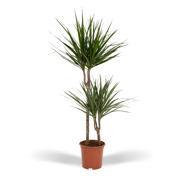 Two-trunk potted yucca plant with long, spiky green leaves in a terracotta pot