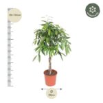 Indoor potted tree with a slender trunk and dense green foliage; height about 130–150 cm and pot diameter 30 cm, with measurement scales shown.