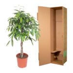 Potted leafy indoor plant next to an open cardboard shipping box on a white background.