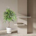 Indoor minimalist room with a potted leafy plant on the left and two white floating shelves with a few books on a beige wall.