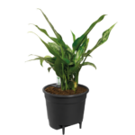 Green leafy houseplant in a black plastic pot with soil.