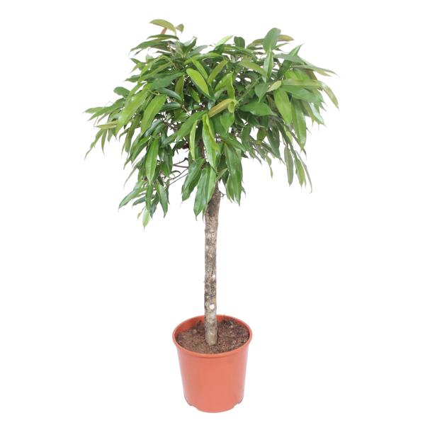 Small indoor potted tree with a single trunk and a round canopy of green leaves in an orange pot.