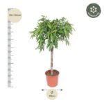 Potted tree, 130–150 cm tall with a 30 cm trunk, lush green leaves in a terracotta pot.