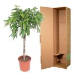 Potted indoor tree with green leaves beside an open brown cardboard box, as if for packaging or moving.