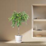 Tall potted plant with green leaves beside a built-in wall shelf, which holds a few books and a laptop on one shelf.