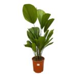 Potted fan palm with large green fronds in a terracotta pot.