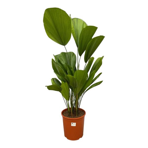 Potted fan palm with large green fronds in a terracotta pot.