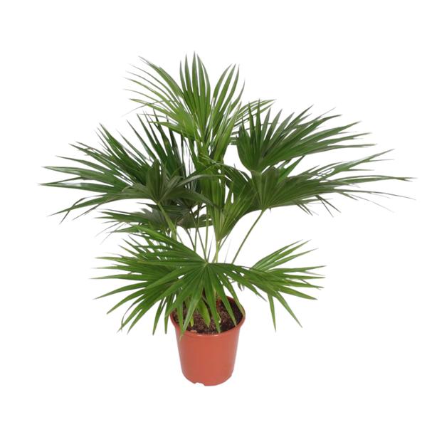 Potted palm plant with multiple fan-shaped green fronds in a terracotta pot