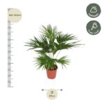 Palm plant in a terracotta pot, height about 140–160 cm with a 27 cm pot diameter; labeled half-shade light requirement.