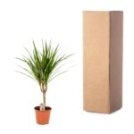 Yucca plant in a terracotta pot with a care tag beside a tall cardboard shipping box.