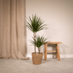 Two tall yucca plants in a woven basket beside a wooden stool in a minimalist living room with beige curtains.